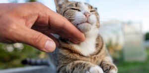 EL MISTERIO DEL OLOR DEL PIS DE GATO FUE RESUELTO: LA SORPRENDENTE HABILIDAD QUE DESCUBRIERON LOS CIENTÍFICOS